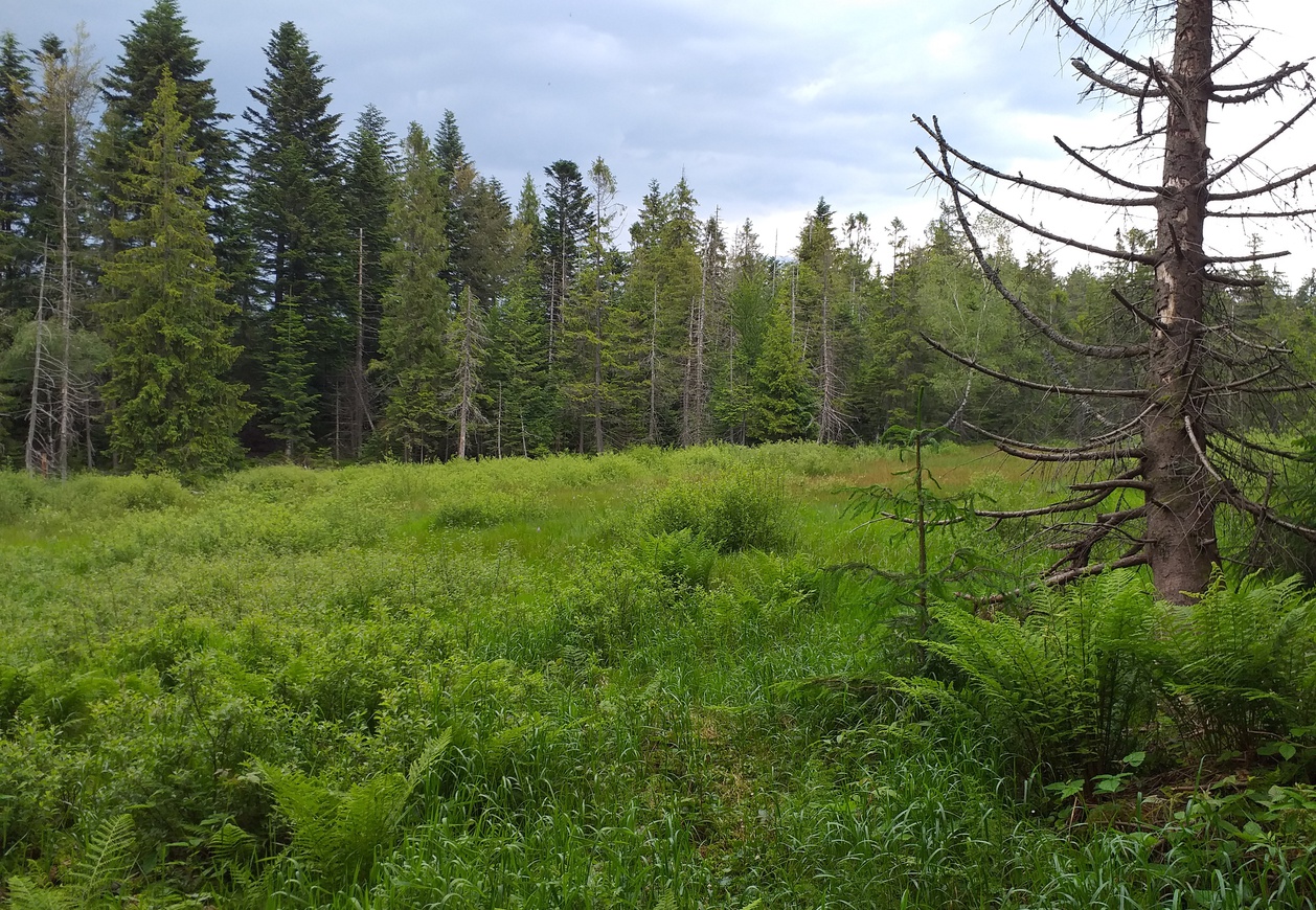 Torfowisko porośnięte bagienną roślinnością w soczystych zielonych barwach. Pośród niej stoi uschnięte drzewo. W tle las.