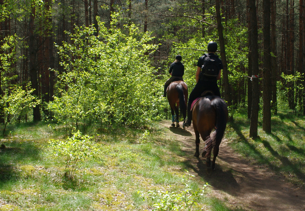Dwóch jeźedców na brązowych koniach tyłem, jadą po gruntowej drodzę w lesie