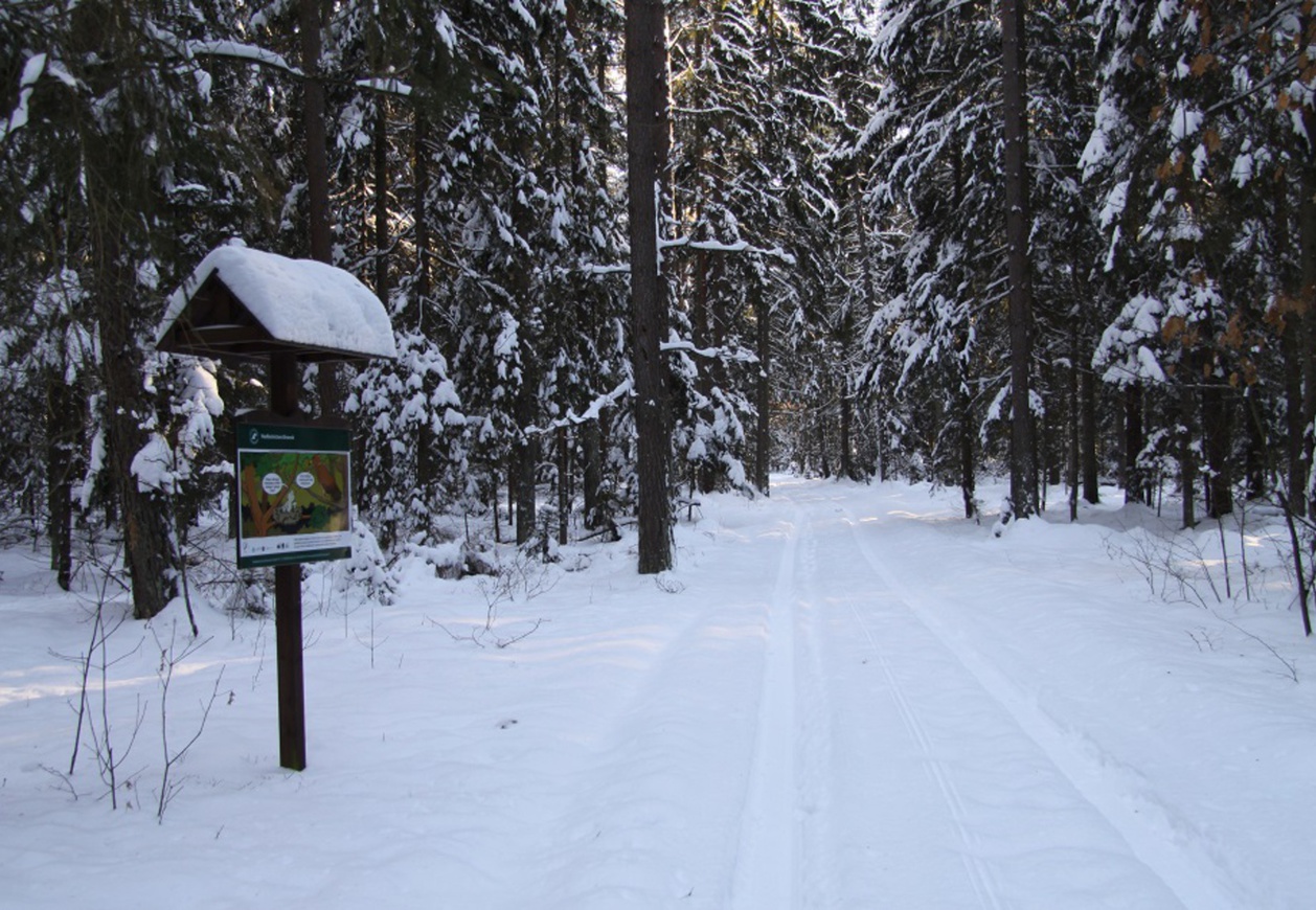 Zimowa sceneria ścieżki pokrytej śniegiem, po lewej tablica edukacyjna z ilustracją orlików w gnieździe w formie komiksu..