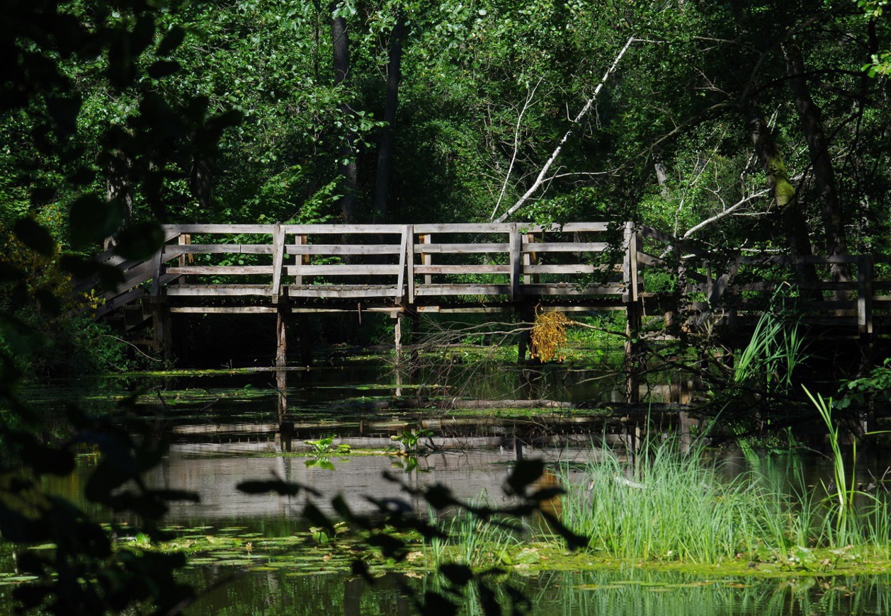 Drewniany pomost nad zarośniętym stawem w lesie, otoczony gęstą zielenią i odbiciem drzew w wodzie