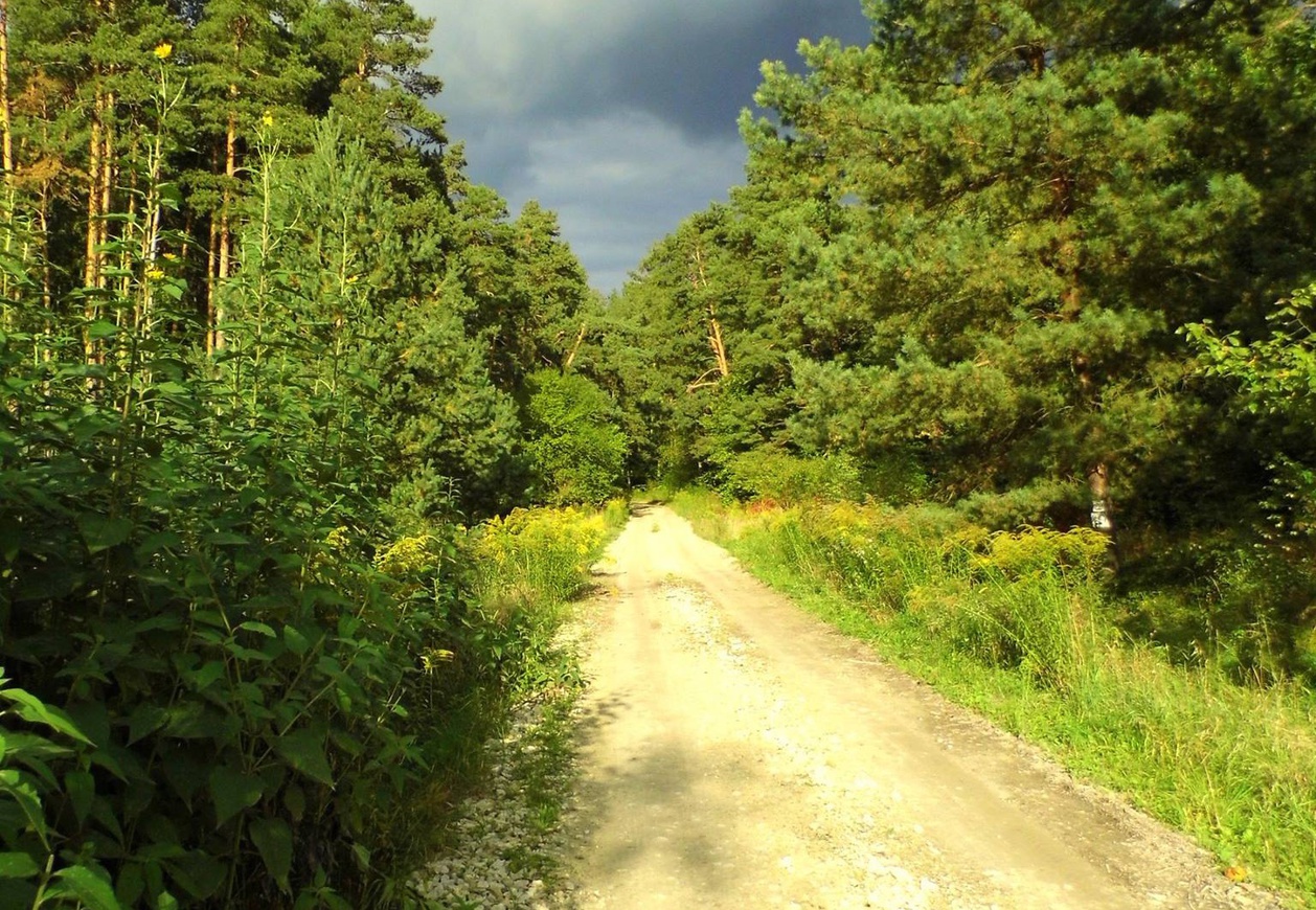 śródleśna ścieżka poprzez gęsty drzewostan, na niebie burzowe chmury