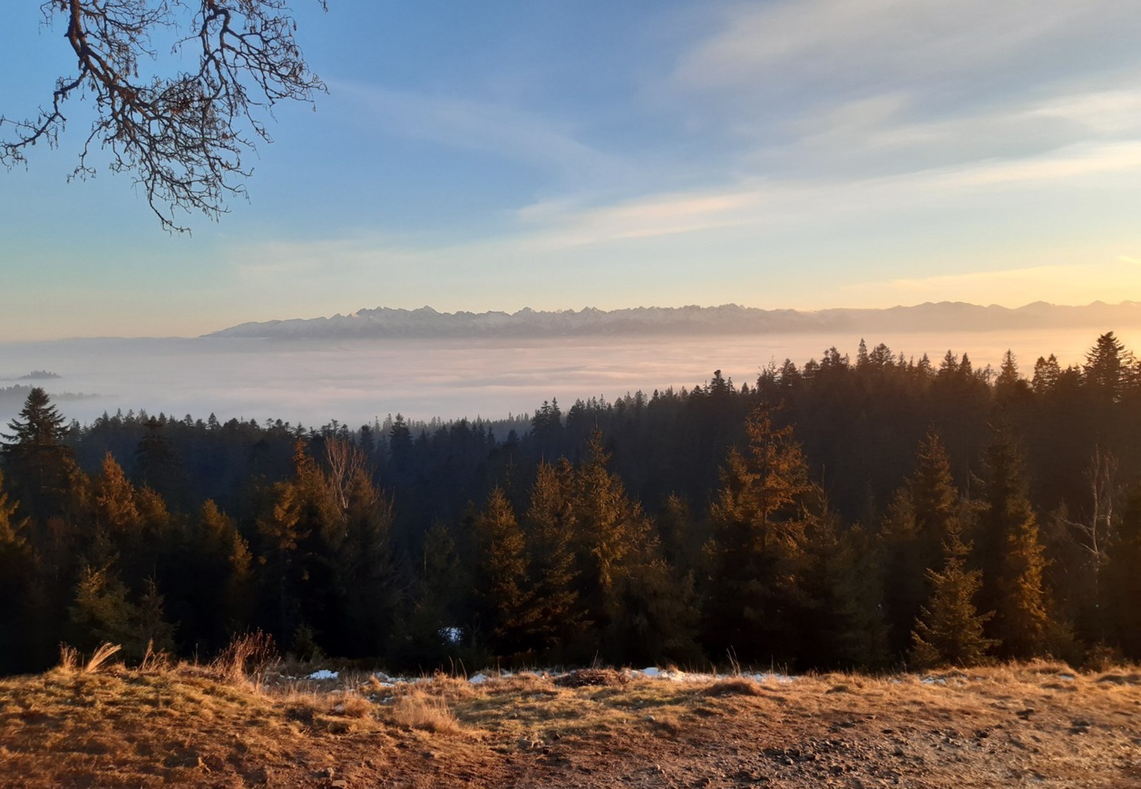 widok ze szczytu przedstawiających las, za nim w dole chmury, nad którymi wznoszą się góry - Tatry