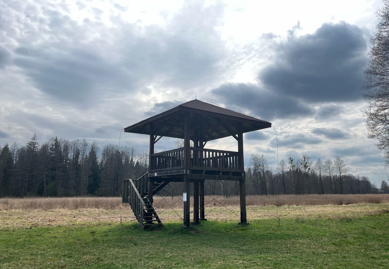 Drewniana wieża widokowa na otwartej polanie. Daleko w tle widać gęsty las, a niebo na zdjęciu jest mocno zachmurzone.