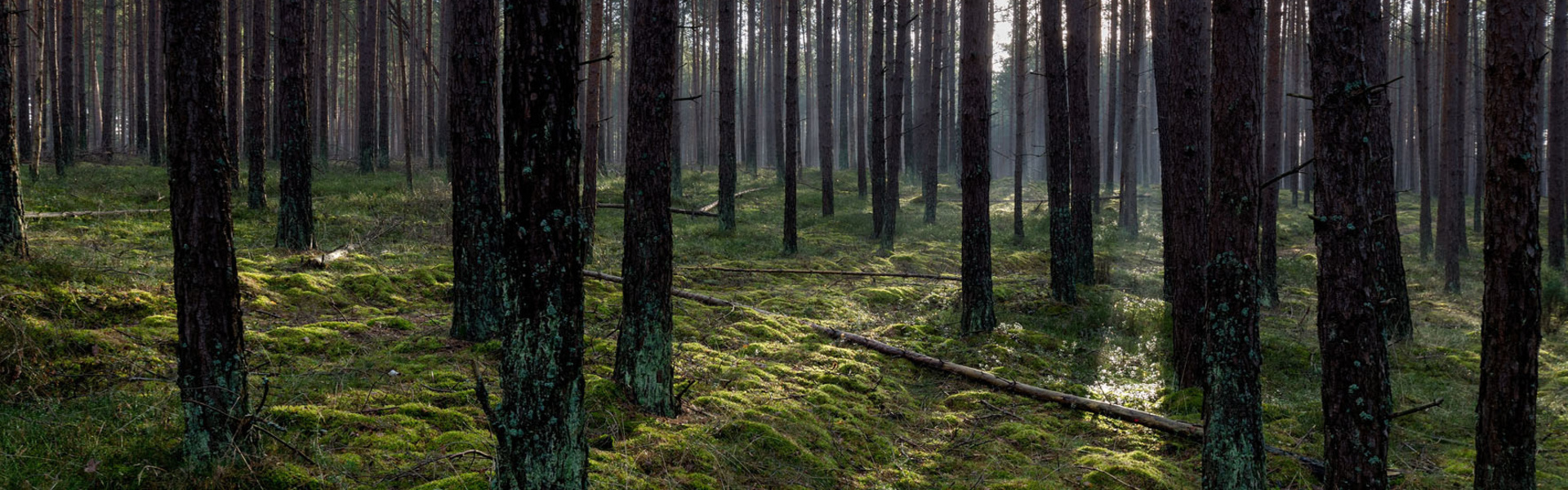 Bory Tucholskie, shutterstock, autor: piotrbb