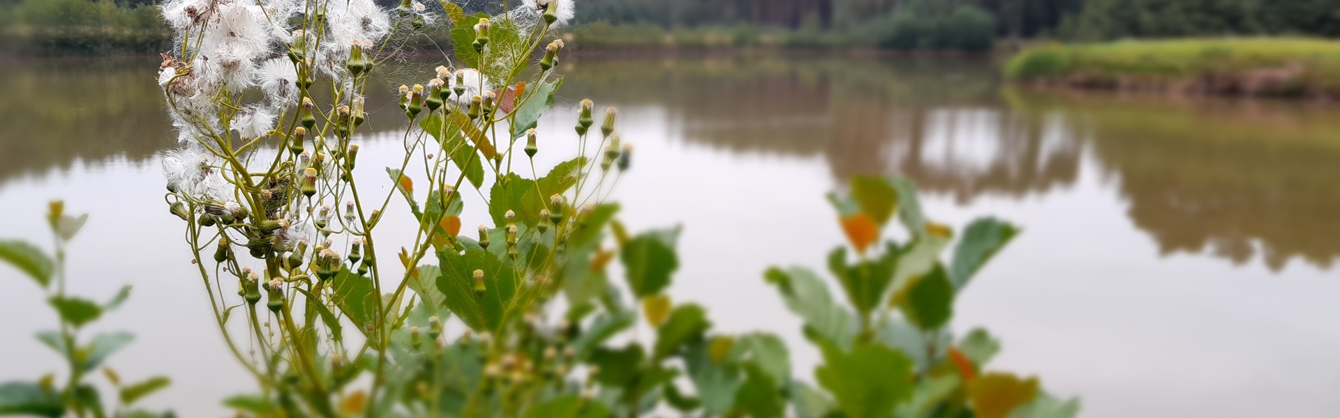 Staw przy ścieżce do Wyłuszczarni, autor: archiwum ORWLP