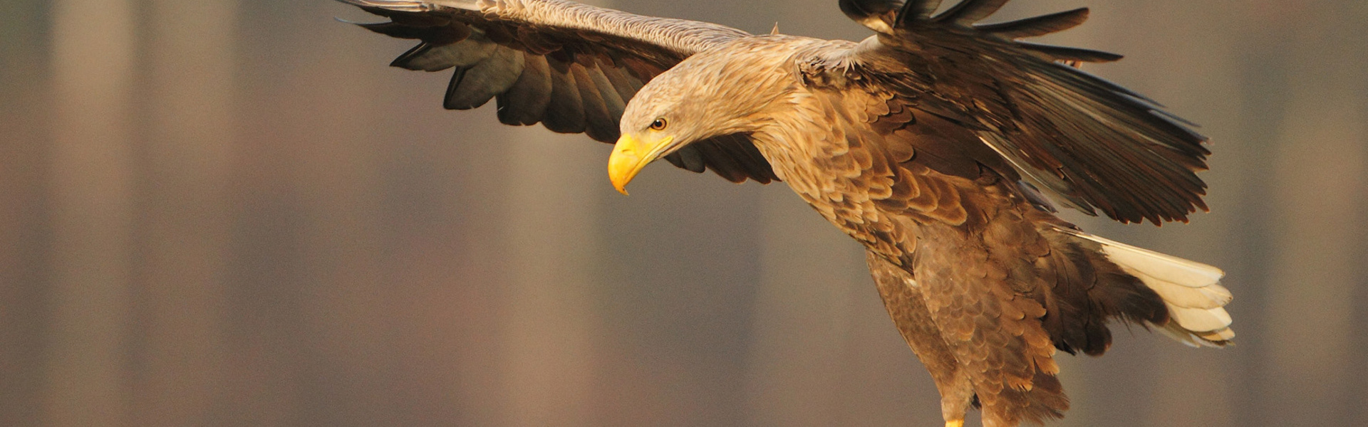 Bielik Haliaeetus albicilla, shutterstock, autor nowrocki 